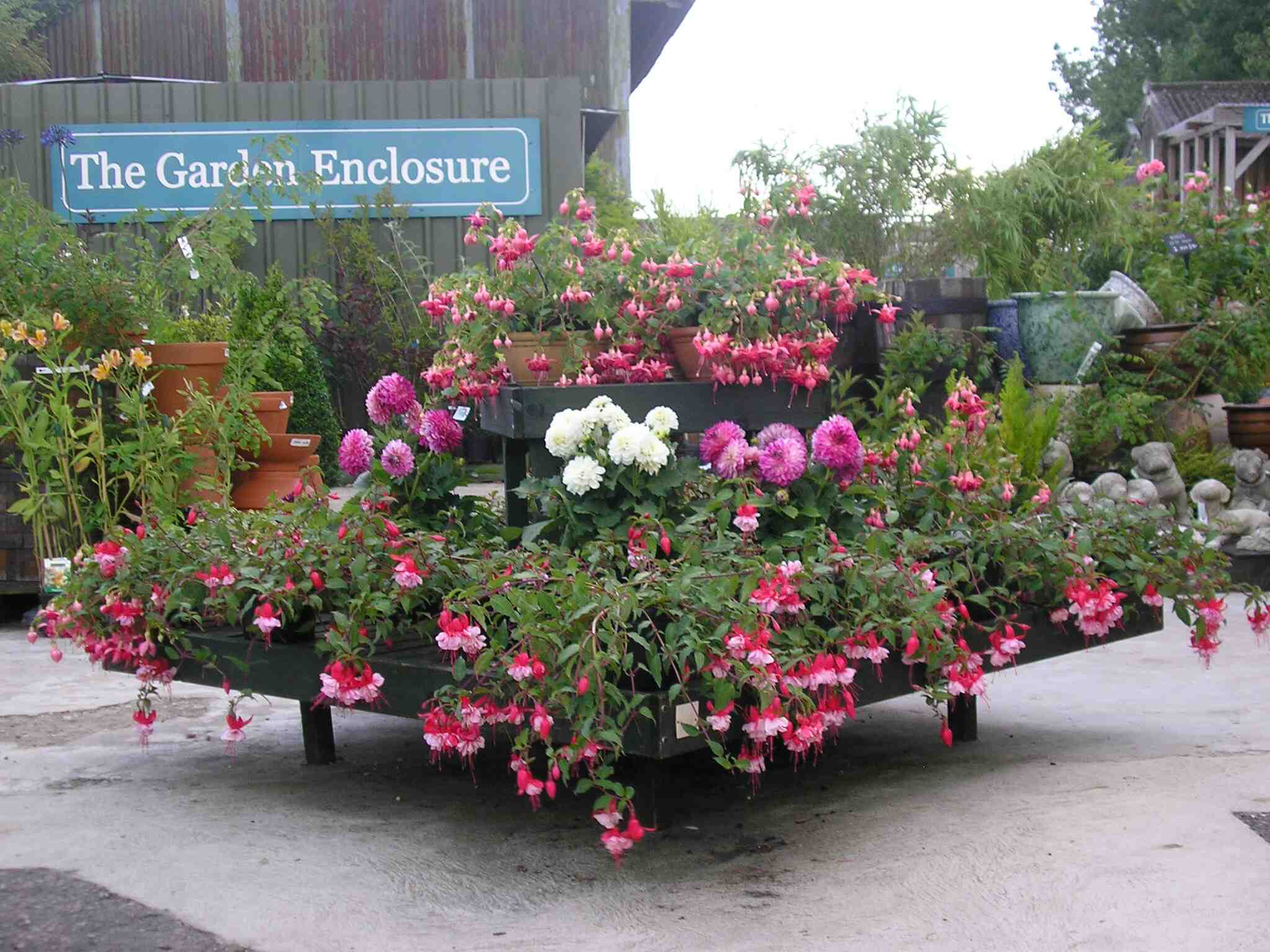 Fuchsias